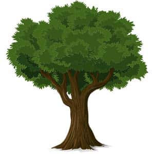 Arbre Illustration
